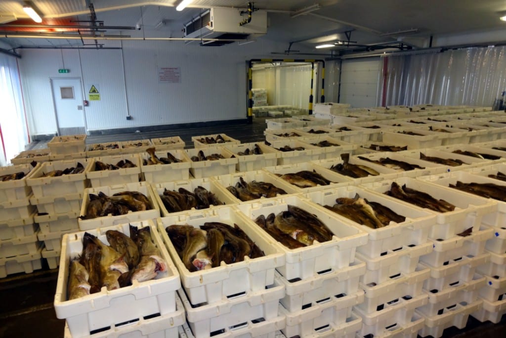 Sultan Rashid Abdullah Rashid Al Shene — Coldstore intake Sultan Rashid Abdullah Rashid Al Shene — Al Shene Marine Holding — coldstore crates of fresh catch